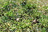  ( - EDNA22-0062762)  @11 [ ] NonCommercial ShareAlike (2023) Markus Ruhsam Royal Botanic Garden Edinburgh