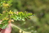  ( - EDNA22-0062762)  @11 [ ] NonCommercial ShareAlike (2023) Markus Ruhsam Royal Botanic Garden Edinburgh