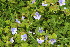  ( - EDNA23-0064323)  @11 [ ] CreativeCommons  Attribution Non-Commercial Share-Alike (2023) Markus Ruhsam Royal botanic Garden Edinburgh