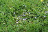  ( - EDNA23-0064323)  @11 [ ] CreativeCommons  Attribution Non-Commercial Share-Alike (2023) Markus Ruhsam Royal botanic Garden Edinburgh