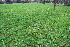  ( - EDNA23-0064323)  @11 [ ] CreativeCommons  Attribution Non-Commercial Share-Alike (2023) Markus Ruhsam Royal botanic Garden Edinburgh