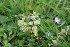  ( - EDNA23-0064323)  @11 [ ] CreativeCommons  Attribution Non-Commercial Share-Alike (2023) Markus Ruhsam Royal botanic Garden Edinburgh