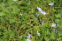  ( - EDNA23-0064323)  @11 [ ] CreativeCommons  Attribution Non-Commercial Share-Alike (2023) Markus Ruhsam Royal botanic Garden Edinburgh