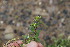  ( - EDNA23-0064327)  @11 [ ] CreativeCommons  Attribution Non-Commercial Share-Alike (2023) Markus Ruhsam Royal botanic Garden Edinburgh
