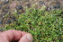  ( - EDNA23-0064327)  @11 [ ] CreativeCommons  Attribution Non-Commercial Share-Alike (2023) Markus Ruhsam Royal botanic Garden Edinburgh