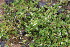  ( - EDNA23-0064327)  @11 [ ] CreativeCommons  Attribution Non-Commercial Share-Alike (2023) Markus Ruhsam Royal botanic Garden Edinburgh