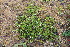  ( - EDNA23-0064327)  @11 [ ] CreativeCommons  Attribution Non-Commercial Share-Alike (2023) Markus Ruhsam Royal botanic Garden Edinburgh