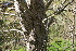  ( - EDNA21-0061092)  @11 [ ] CreativeCommons Attribution NonCommercial ShareAlike (2021) Markus Ruhsam Royal Botanic Garden, Edinburgh