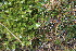  ( - EDNA23-0064328)  @11 [ ] CreativeCommons  Attribution Non-Commercial Share-Alike (2023) Markus Ruhsam Royal botanic Garden Edinburgh