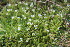  ( - EDNA23-0064328)  @11 [ ] CreativeCommons  Attribution Non-Commercial Share-Alike (2023) Markus Ruhsam Royal botanic Garden Edinburgh