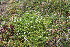  ( - EDNA23-0064328)  @11 [ ] CreativeCommons  Attribution Non-Commercial Share-Alike (2023) Markus Ruhsam Royal botanic Garden Edinburgh