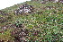  ( - EDNA23-0064328)  @11 [ ] CreativeCommons  Attribution Non-Commercial Share-Alike (2023) Markus Ruhsam Royal botanic Garden Edinburgh
