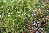  ( - EDNA23-0064328)  @11 [ ] CreativeCommons  Attribution Non-Commercial Share-Alike (2023) Markus Ruhsam Royal botanic Garden Edinburgh