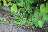  ( - EDNA23-0064522)  @11 [ ] CreativeCommons  Attribution Non-Commercial Share-Alike (2023) Markus Ruhsam Royal botanic Garden Edinburgh