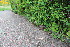 ( - EDNA23-0064522)  @11 [ ] CreativeCommons  Attribution Non-Commercial Share-Alike (2023) Markus Ruhsam Royal botanic Garden Edinburgh