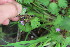  ( - EDNA23-0064522)  @11 [ ] CreativeCommons  Attribution Non-Commercial Share-Alike (2023) Markus Ruhsam Royal botanic Garden Edinburgh