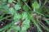  ( - EDNA23-0064522)  @11 [ ] CreativeCommons  Attribution Non-Commercial Share-Alike (2023) Markus Ruhsam Royal botanic Garden Edinburgh