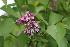  ( - EDNA23-0064525)  @11 [ ] CreativeCommons  Attribution Non-Commercial Share-Alike (2023) Markus Ruhsam Royal botanic Garden Edinburgh