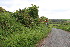  ( - EDNA23-0064525)  @11 [ ] CreativeCommons  Attribution Non-Commercial Share-Alike (2023) Markus Ruhsam Royal botanic Garden Edinburgh