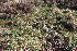  ( - EDNA23-0064591)  @11 [ ] CreativeCommons  Attribution Non-Commercial Share-Alike (2023) Markus Ruhsam Royal botanic Garden Edinburgh