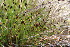  ( - EDNA23-0064591)  @11 [ ] CreativeCommons  Attribution Non-Commercial Share-Alike (2023) Markus Ruhsam Royal botanic Garden Edinburgh