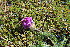  ( - EDNA23-0064592)  @11 [ ] CreativeCommons  Attribution Non-Commercial Share-Alike (2023) Markus Ruhsam Royal botanic Garden Edinburgh