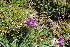  ( - EDNA23-0064592)  @11 [ ] CreativeCommons  Attribution Non-Commercial Share-Alike (2023) Markus Ruhsam Royal botanic Garden Edinburgh