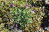  ( - EDNA23-0064592)  @11 [ ] CreativeCommons  Attribution Non-Commercial Share-Alike (2023) Markus Ruhsam Royal botanic Garden Edinburgh