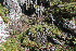  ( - EDNA23-0064592)  @11 [ ] CreativeCommons  Attribution Non-Commercial Share-Alike (2023) Markus Ruhsam Royal botanic Garden Edinburgh