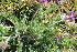  ( - EDNA23-0064592)  @11 [ ] CreativeCommons  Attribution Non-Commercial Share-Alike (2023) Markus Ruhsam Royal botanic Garden Edinburgh