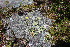  ( - EDNA23-0064593)  @11 [ ] CreativeCommons  Attribution Non-Commercial Share-Alike (2023) Markus Ruhsam Royal botanic Garden Edinburgh