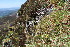  ( - EDNA23-0064593)  @11 [ ] CreativeCommons  Attribution Non-Commercial Share-Alike (2023) Markus Ruhsam Royal botanic Garden Edinburgh