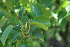  ( - EDNA23-0064595)  @11 [ ] CreativeCommons  Attribution Non-Commercial Share-Alike (2023) Markus Ruhsam Royal botanic Garden Edinburgh