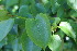  ( - EDNA23-0064595)  @11 [ ] CreativeCommons  Attribution Non-Commercial Share-Alike (2023) Markus Ruhsam Royal botanic Garden Edinburgh