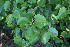  ( - EDNA23-0064595)  @11 [ ] CreativeCommons  Attribution Non-Commercial Share-Alike (2023) Markus Ruhsam Royal botanic Garden Edinburgh