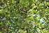  ( - EDNA23-0064595)  @11 [ ] CreativeCommons  Attribution Non-Commercial Share-Alike (2023) Markus Ruhsam Royal botanic Garden Edinburgh