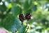  ( - EDNA23-0064595)  @11 [ ] CreativeCommons  Attribution Non-Commercial Share-Alike (2023) Markus Ruhsam Royal botanic Garden Edinburgh