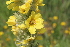  ( - EDNA21-0061095)  @11 [ ] CreativeCommons Attribution NonCommercial ShareAlike (2021) Markus Ruhsam Royal Botanic Garden, Edinburgh