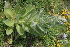 ( - EDNA21-0061095)  @11 [ ] CreativeCommons Attribution NonCommercial ShareAlike (2021) Markus Ruhsam Royal Botanic Garden, Edinburgh
