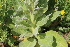  ( - EDNA21-0061095)  @11 [ ] CreativeCommons Attribution NonCommercial ShareAlike (2021) Markus Ruhsam Royal Botanic Garden, Edinburgh