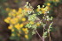  ( - EDNA23-0064597)  @11 [ ] CreativeCommons  Attribution Non-Commercial Share-Alike (2023) Markus Ruhsam Royal botanic Garden Edinburgh