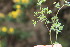  ( - EDNA23-0064597)  @11 [ ] CreativeCommons  Attribution Non-Commercial Share-Alike (2023) Markus Ruhsam Royal botanic Garden Edinburgh