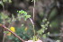  ( - EDNA23-0064597)  @11 [ ] CreativeCommons  Attribution Non-Commercial Share-Alike (2023) Markus Ruhsam Royal botanic Garden Edinburgh