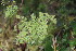 ( - EDNA23-0064597)  @11 [ ] CreativeCommons  Attribution Non-Commercial Share-Alike (2023) Markus Ruhsam Royal botanic Garden Edinburgh
