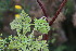  ( - EDNA23-0064597)  @11 [ ] CreativeCommons  Attribution Non-Commercial Share-Alike (2023) Markus Ruhsam Royal botanic Garden Edinburgh