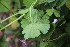  (Geranium pyrenaicum - EDNA23-0064598)  @11 [ ] CreativeCommons  Attribution Non-Commercial Share-Alike (2023) Markus Ruhsam Royal botanic Garden Edinburgh