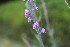  ( - EDNA23-0064600)  @11 [ ] CreativeCommons  Attribution Non-Commercial Share-Alike (2023) Markus Ruhsam Royal botanic Garden Edinburgh
