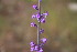  ( - EDNA23-0064600)  @11 [ ] CreativeCommons  Attribution Non-Commercial Share-Alike (2023) Markus Ruhsam Royal botanic Garden Edinburgh