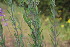  ( - EDNA23-0064600)  @11 [ ] CreativeCommons  Attribution Non-Commercial Share-Alike (2023) Markus Ruhsam Royal botanic Garden Edinburgh