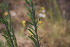  ( - EDNA23-0064600)  @11 [ ] CreativeCommons  Attribution Non-Commercial Share-Alike (2023) Markus Ruhsam Royal botanic Garden Edinburgh